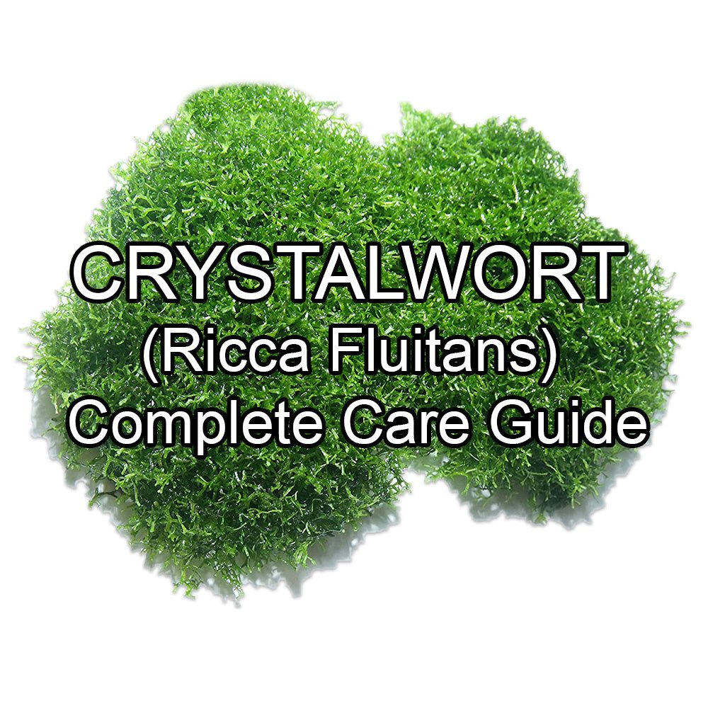 The Complete Care Guide to Java Moss