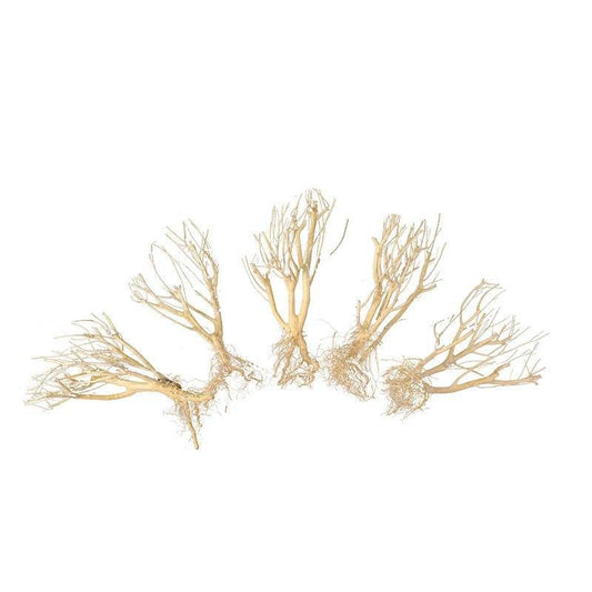 Bioactive Natural driftwood Tree Set (4 Trees) - Castle Dawn Aquatics