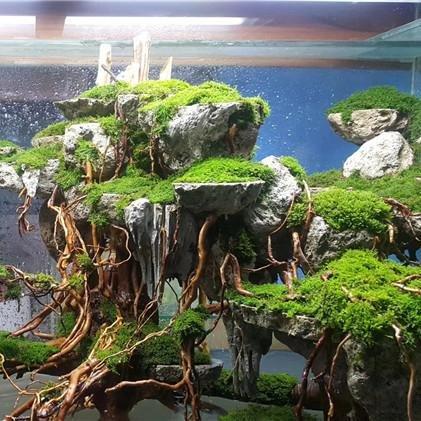 Driftwood Bioactive Accent Roots - Castle Dawn Aquatics