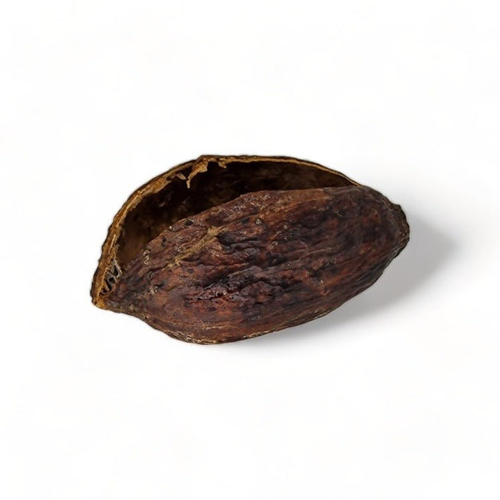 Extra Large Split Cocoa Pods - Castle Dawn Aquatics