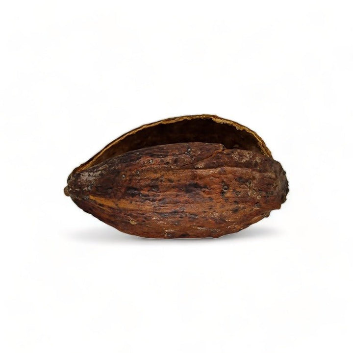 Extra Large Split Cocoa Pods - Castle Dawn Aquatics