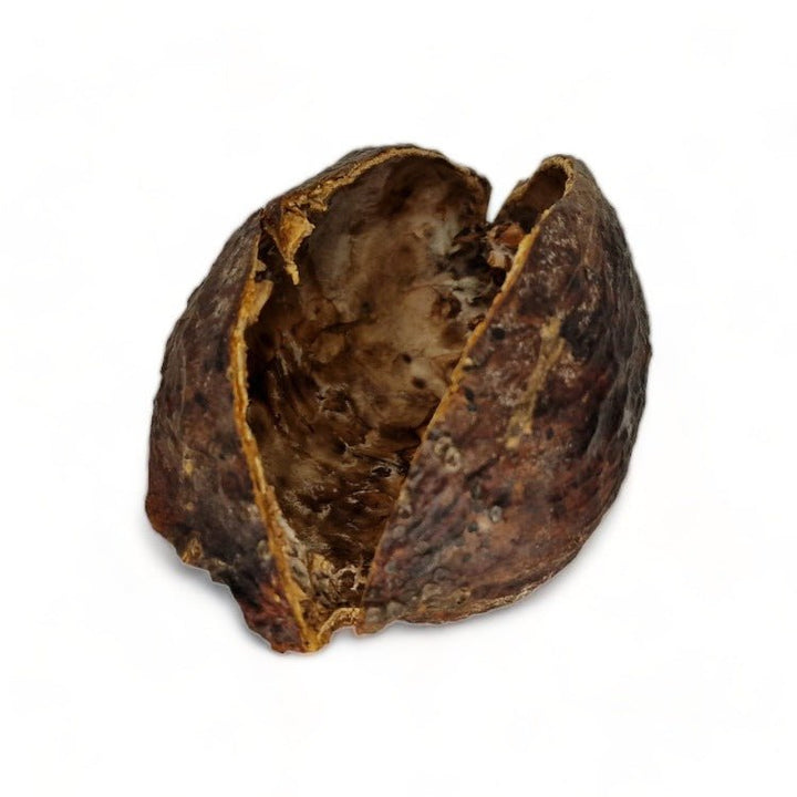 Extra Large Split Cocoa Pods - Castle Dawn Aquatics