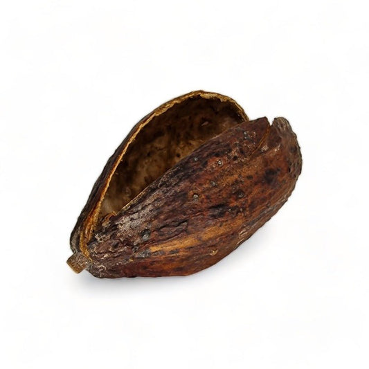 Extra Large Split Cocoa Pods - Castle Dawn Aquatics