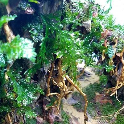 Fibrous Driftwood Aquascaping Accent Roots 250g - Castle Dawn Aquatics