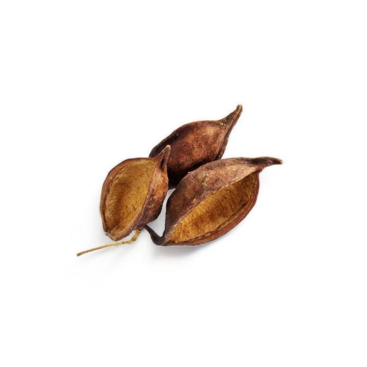 Large Kurrajong Pods (15 Pack) - Castle Dawn Aquatics