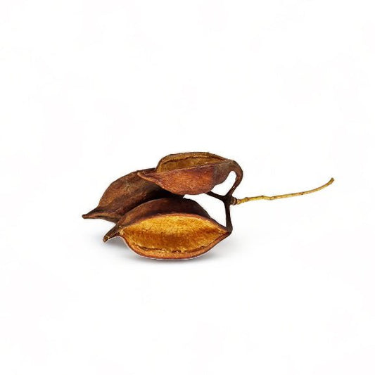 Large Kurrajong Pods (15 Pack) - Castle Dawn Aquatics