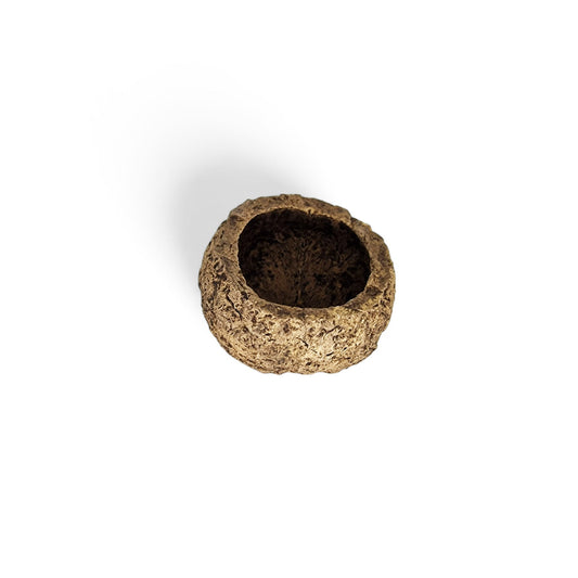 Large Ourico Mayan Nut Pods - Castle Dawn Aquatics