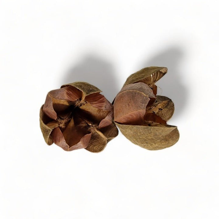 Large Pink Tefte Flower Pods (4 Pack) - Castle Dawn Aquatics