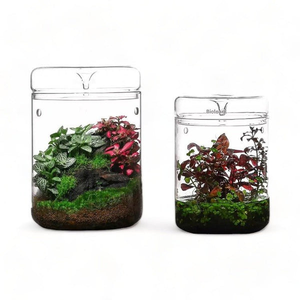 Micro Terrariums BIOLOARK MY-150H -120H Series - Castle Dawn Aquatics