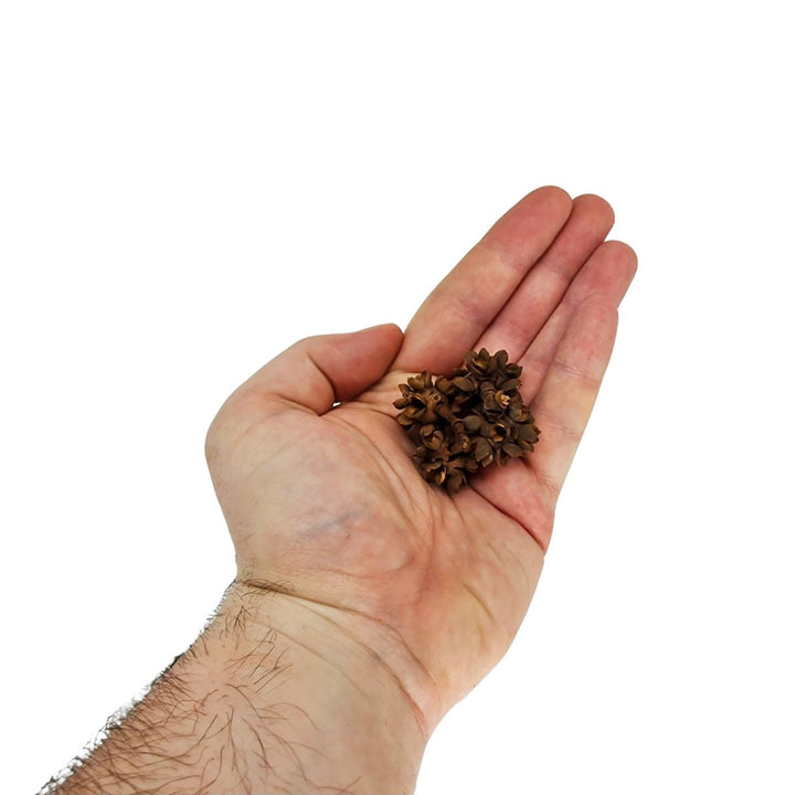 Small Cedar Seed Pods (40 Pack) - Castle Dawn Aquatics