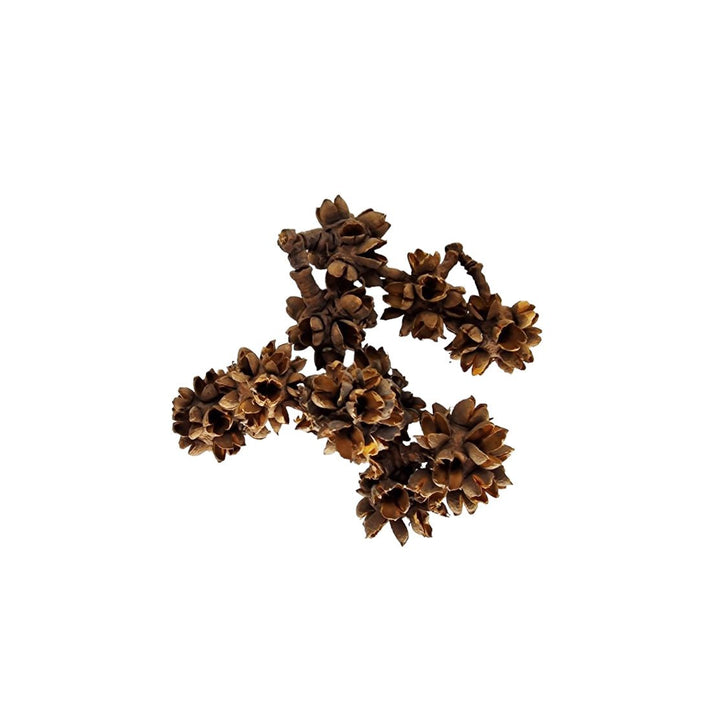 Small Cedar Seed Pods (40 Pack) - Castle Dawn Aquatics