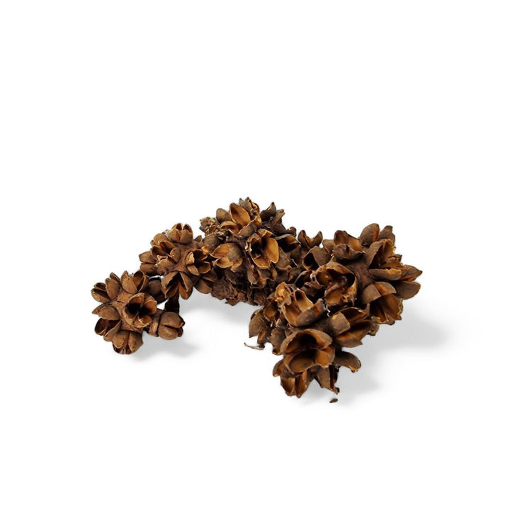 Small Cedar Seed Pods (40 Pack) - Castle Dawn Aquatics