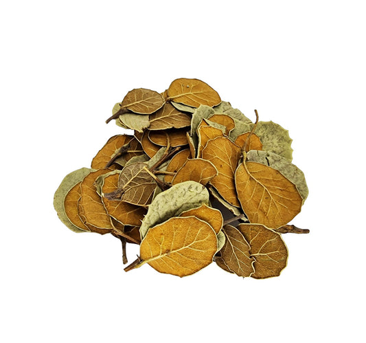 Yellow Ficus Leaf Litter (100 Pack) - Castle Dawn Aquatics