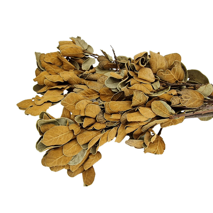 Yellow Ficus Leaf Litter on Branch (10 Stem Pack) - Castle Dawn Aquatics