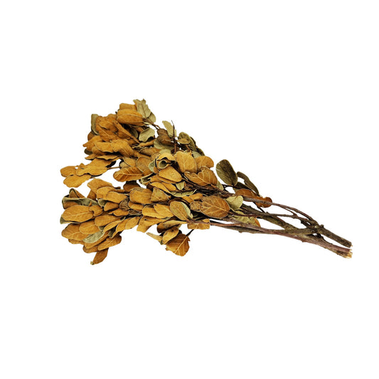 Yellow Ficus Leaf Litter on Branch (10 Stem Pack) - Castle Dawn Aquatics