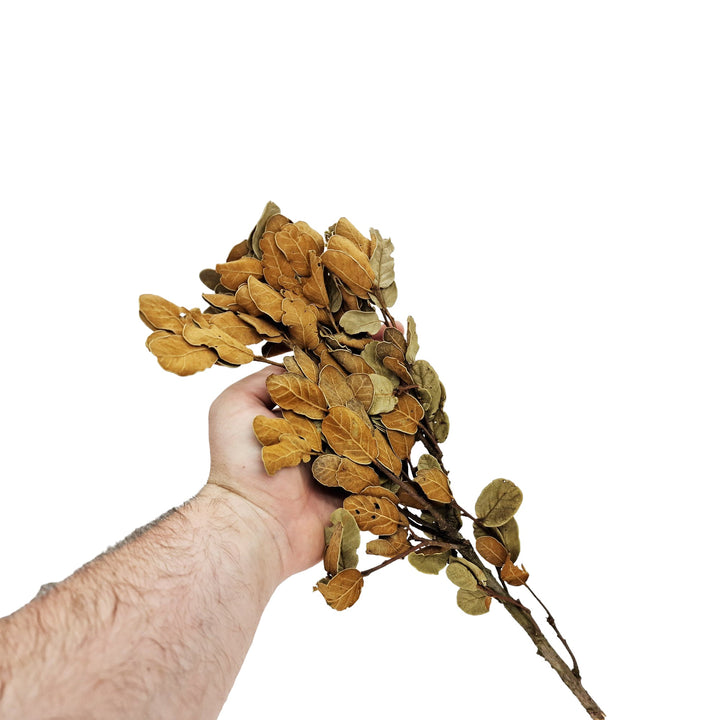 Yellow Ficus Leaf Litter on Branch (10 Stem Pack) - Castle Dawn Aquatics