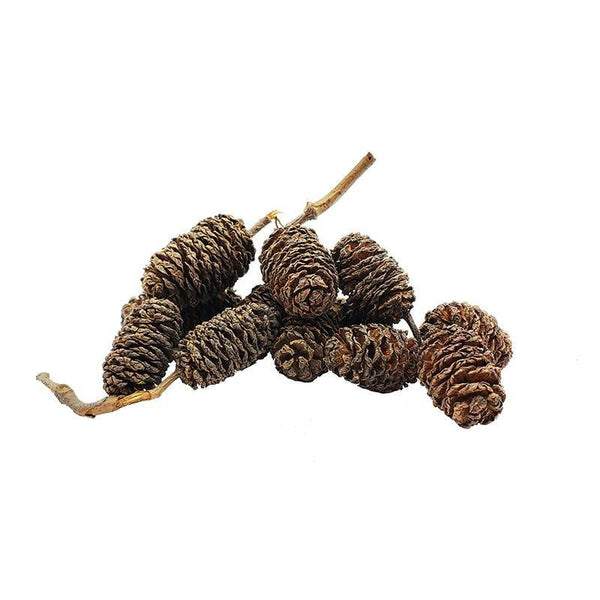 Alder Cones - Castle Dawn AquaticsAquarium Aquatic Aquascaping Botanicals