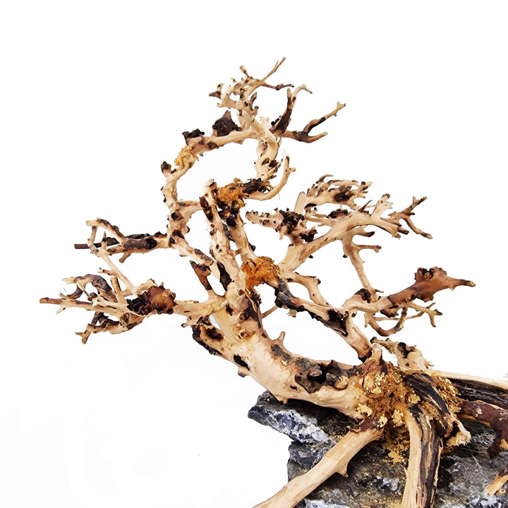 Aquarium Driftwood ''Cliff Hanger'' Bonsai Tree - Small - Castle Dawn Aquatics