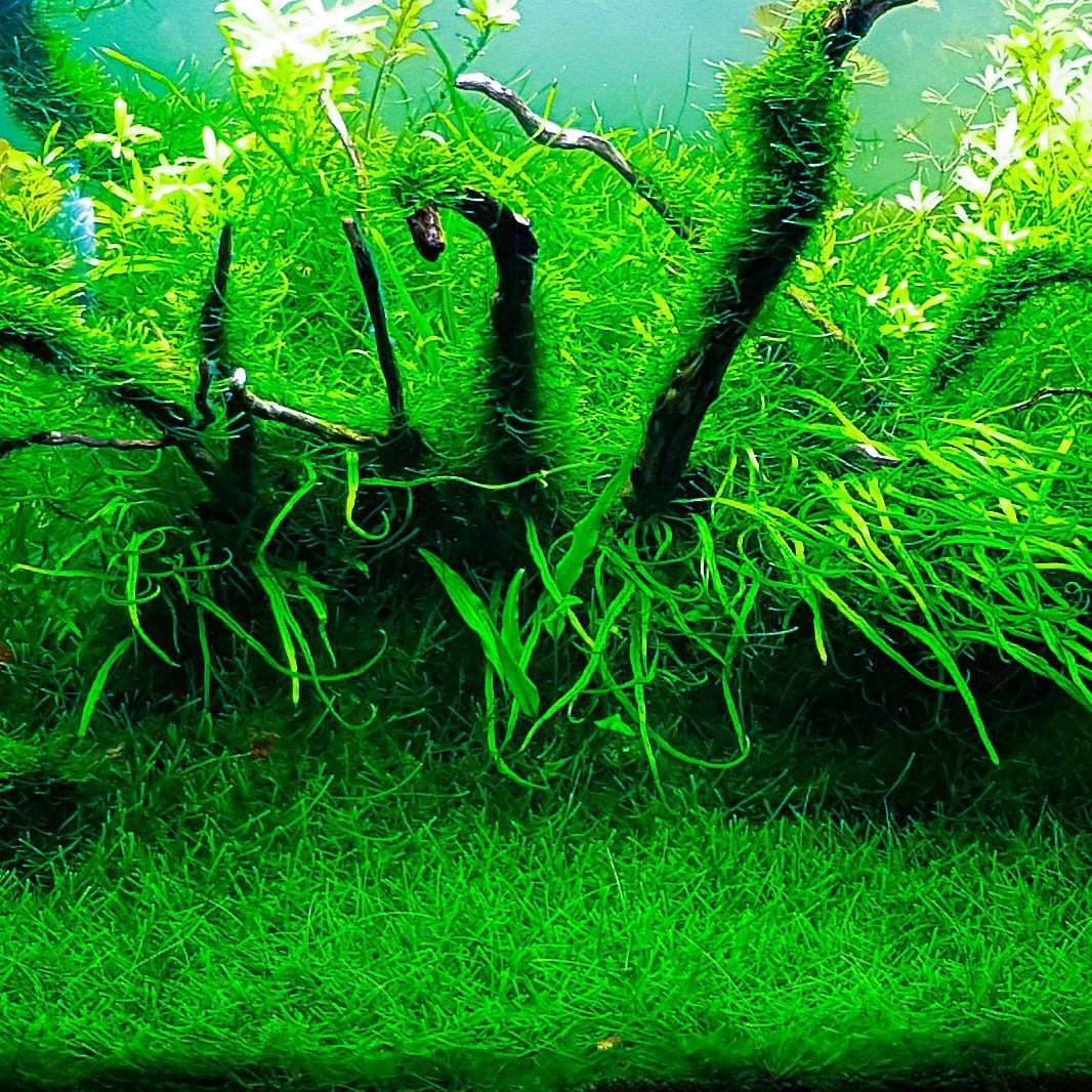 Aquascaping Moss and Aquatic Plant Invisible Wire String – Castle Dawn  Aquatics