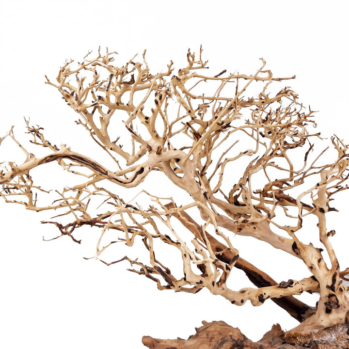 Bonsai Tree ''Wind Swept'' Aquarium Driftwood - Extra Large - Castle Dawn Aquatics