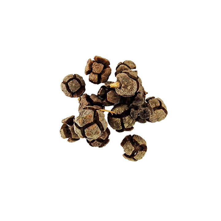 Cypress Cones (50 Pack) - Castle Dawn Aquatics