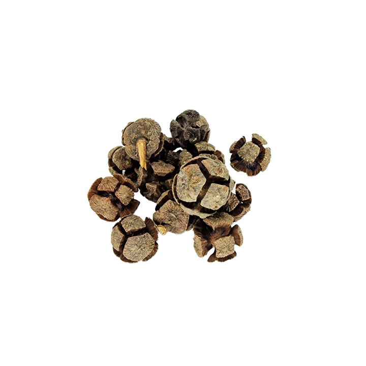 Cypress Cones (50 Pack) - Castle Dawn Aquatics