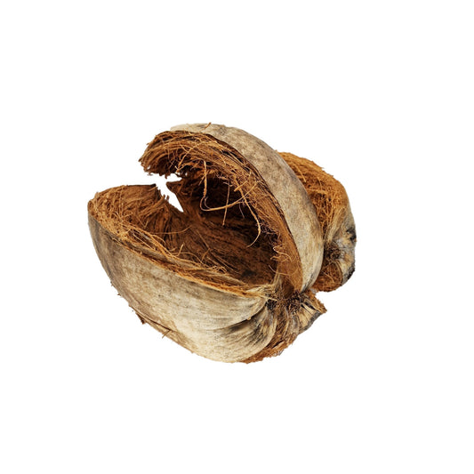 Extra Large Outer Coconut Whole Husk - Castle Dawn Aquatics