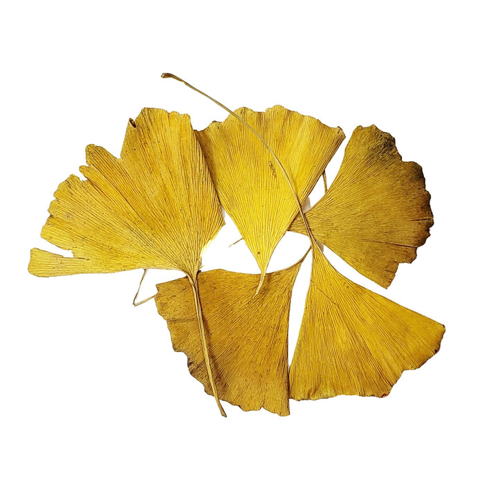 Gingko Leaves - Castle Dawn Aquatics