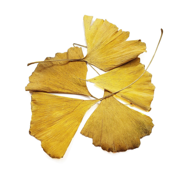 Gingko Leaves - Castle Dawn Aquatics