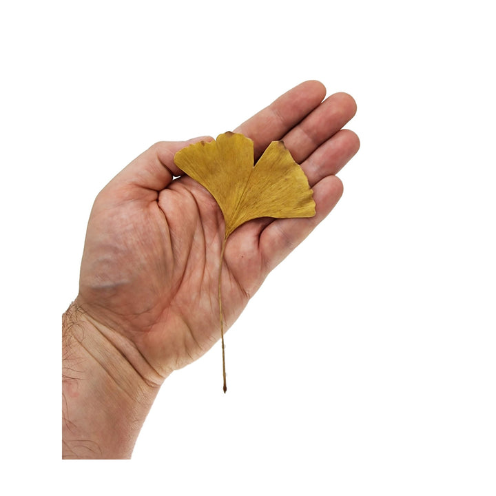 Golden Gingko Leaves (50 Pack) - Castle Dawn Aquatics