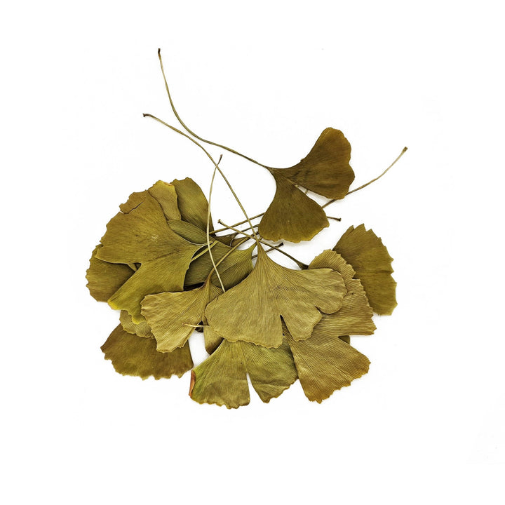 Green Gingko Leaves (50 Pack) - Castle Dawn Aquatics