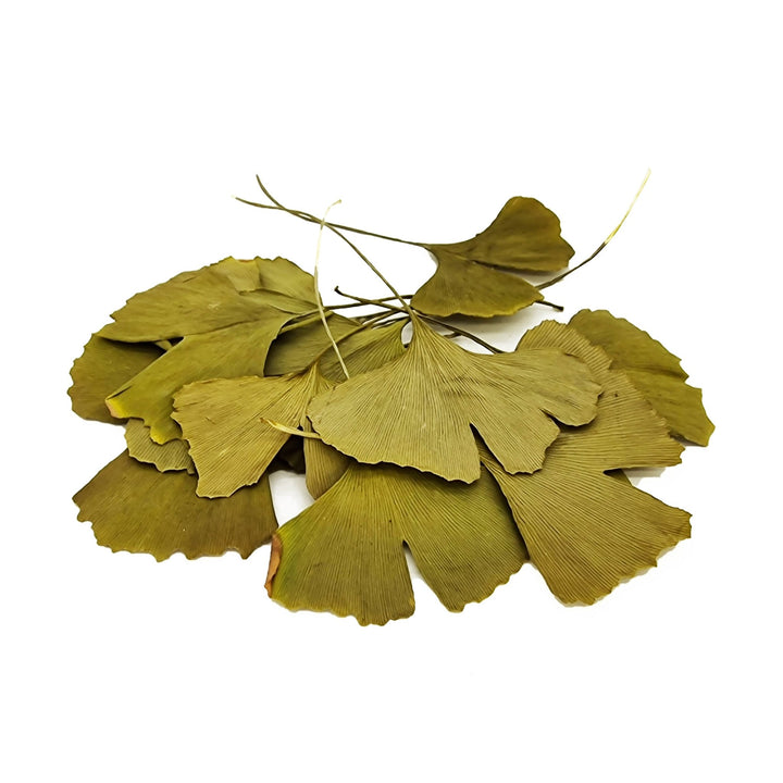 Green Gingko Leaves (50 Pack) - Castle Dawn Aquatics