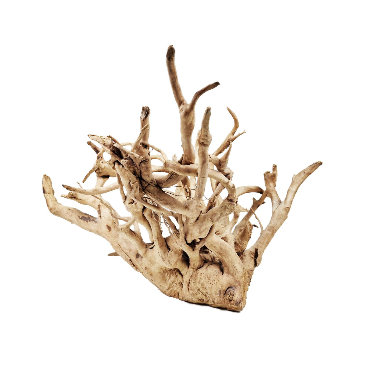 WYSIWYG Hardscape- Hand Selected Spider Wood Azalea Root - Extra Large ...