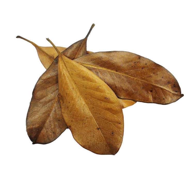 Large Magnolia Grandiflora Leaves (50 Pack) - Castle Dawn Aquatics