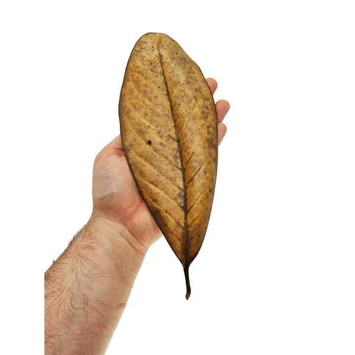 Large Magnolia Grandiflora Leaves (50 Pack) - Castle Dawn Aquatics