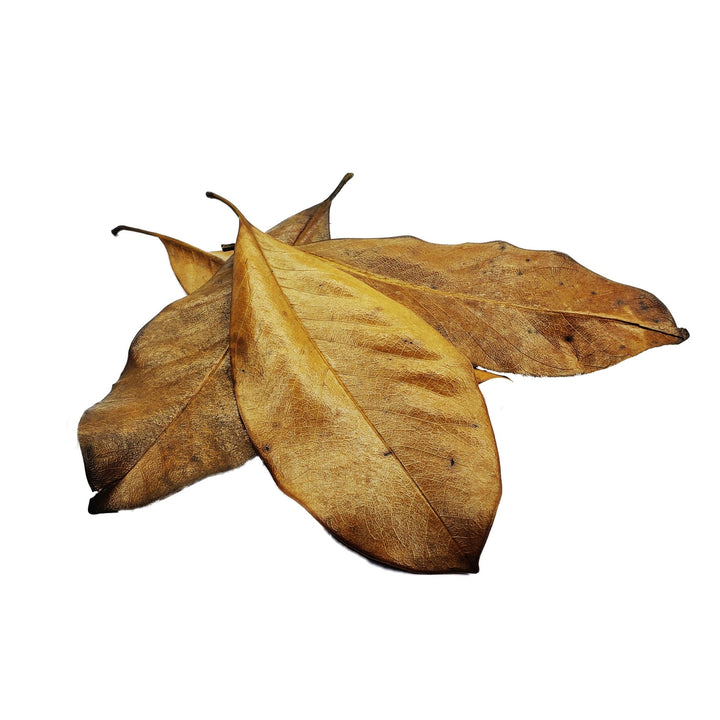 Large Magnolia Grandiflora Leaves (50 Pack) - Castle Dawn Aquatics