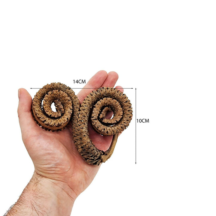 Large Rams Horn Pods (6 Pack) - Castle Dawn Aquatics