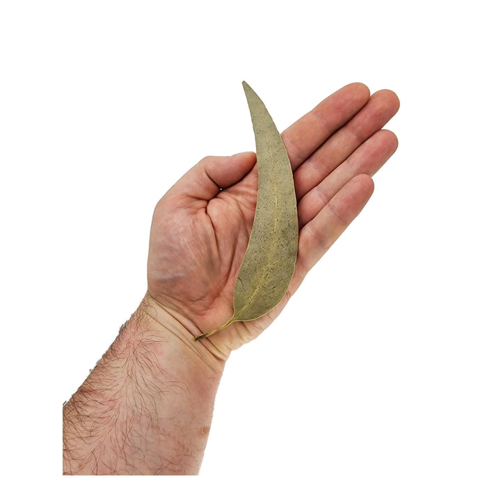 Longan Leaves (20 Pack) - Castle Dawn Aquatics