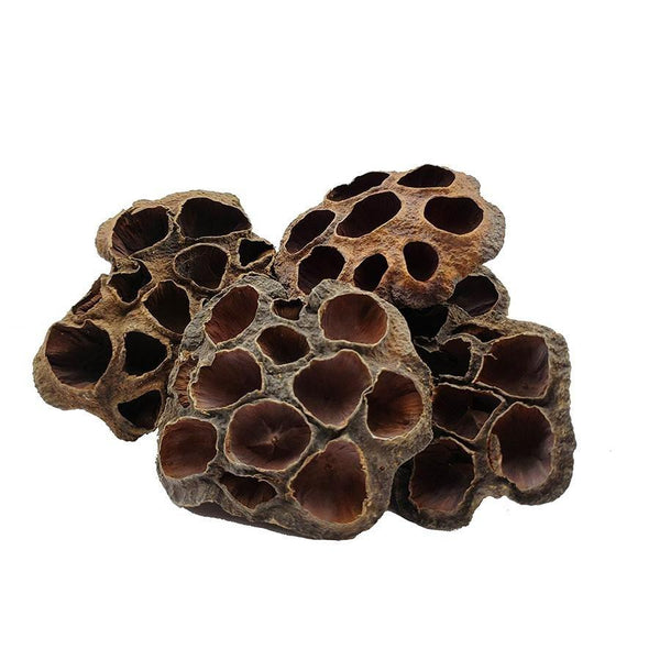 Lotus Flower Seed Pods - Castle Dawn AquaticsAquarium Aquatic Aquascaping Botanicals