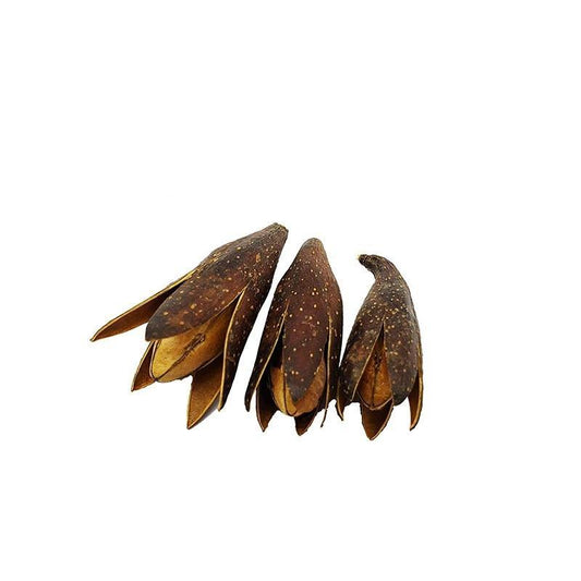 Magnolia Flower Shoots - Castle Dawn AquaticsAquarium Aquatic Aquascaping Botanicals