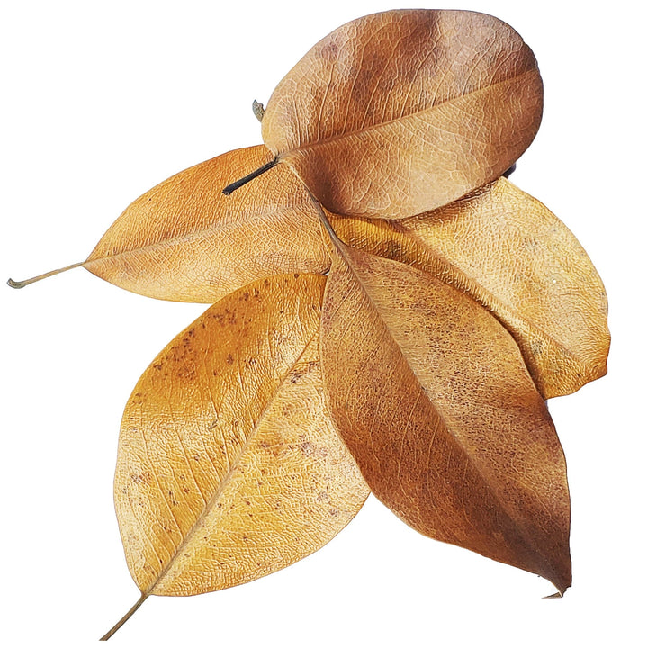 Magnolia Leaves - Castle Dawn Aquatics