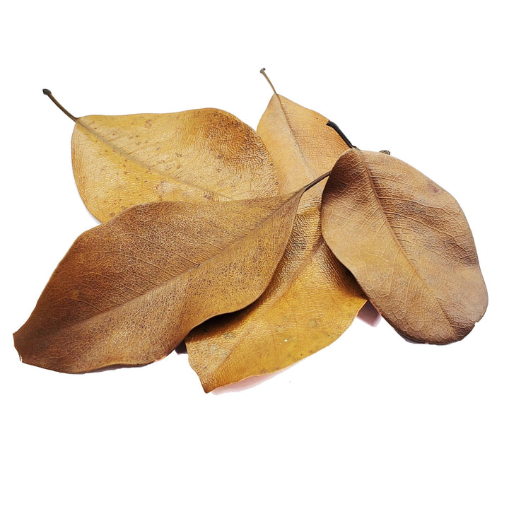 Magnolia Leaves - Castle Dawn Aquatics