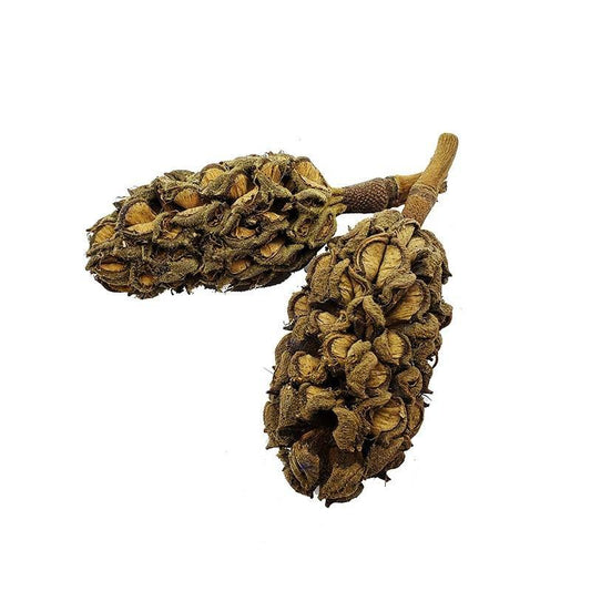 Magnolia Seed Pods - Castle Dawn AquaticsAquarium Aquatic Aquascaping Botanicals