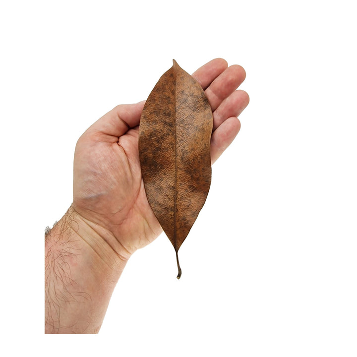 Medium Magnolia Michelia Leaves (50 Pack) - Castle Dawn Aquatics