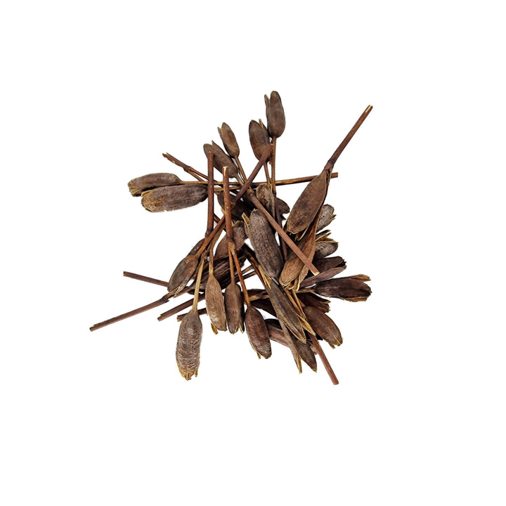 Medium Mountain Sesame Seed Pods (30 Pack) - Castle Dawn Aquatics