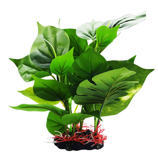 Medium Silk Anubias And Monstera Plant - Castle Dawn Aquatics