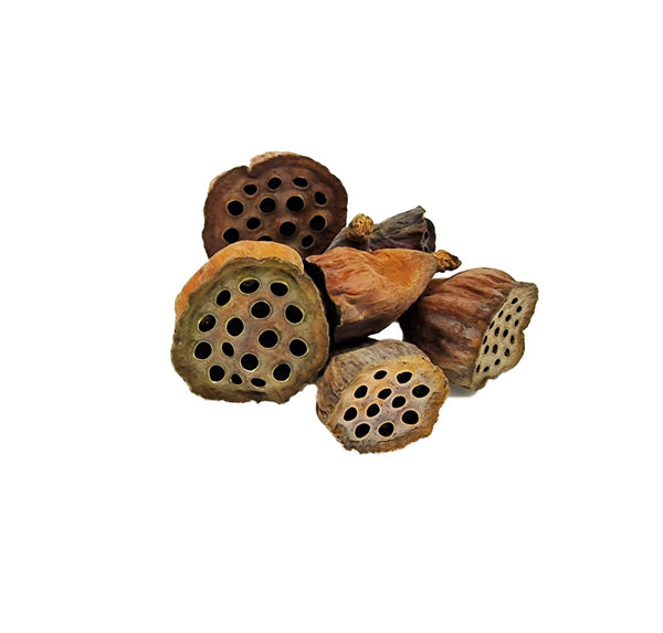 Mini Lotus Flower Seed Pods (12 Pack) - Castle Dawn Aquatics