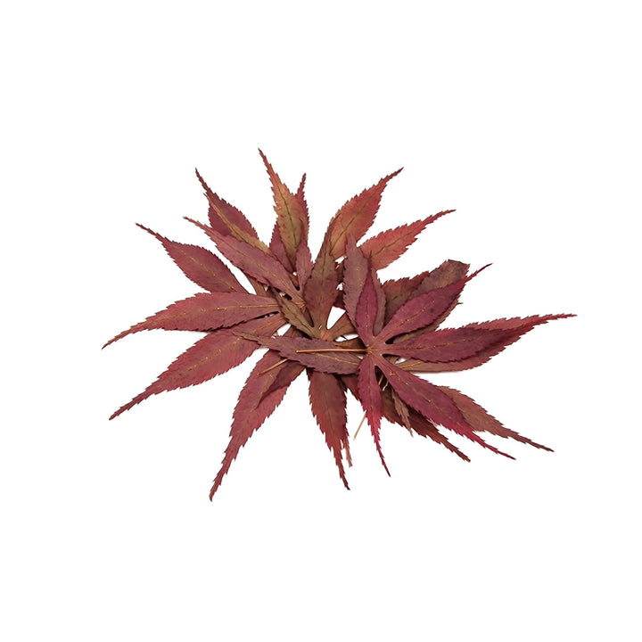 Red Japanese Maple Leaves - Castle Dawn Aquatics