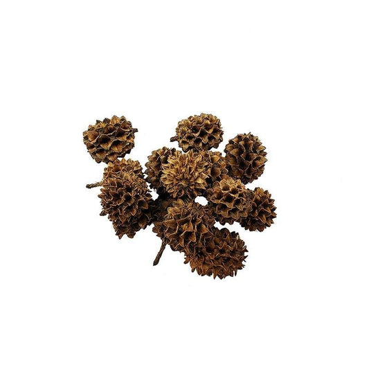 Small Casuarina Cones - Castle Dawn AquaticsAquarium Aquatic Aquascaping Botanicals