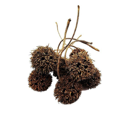 Sweet Gum Pods - Castle Dawn AquaticsAquarium Aquatic Aquascaping Botanicals